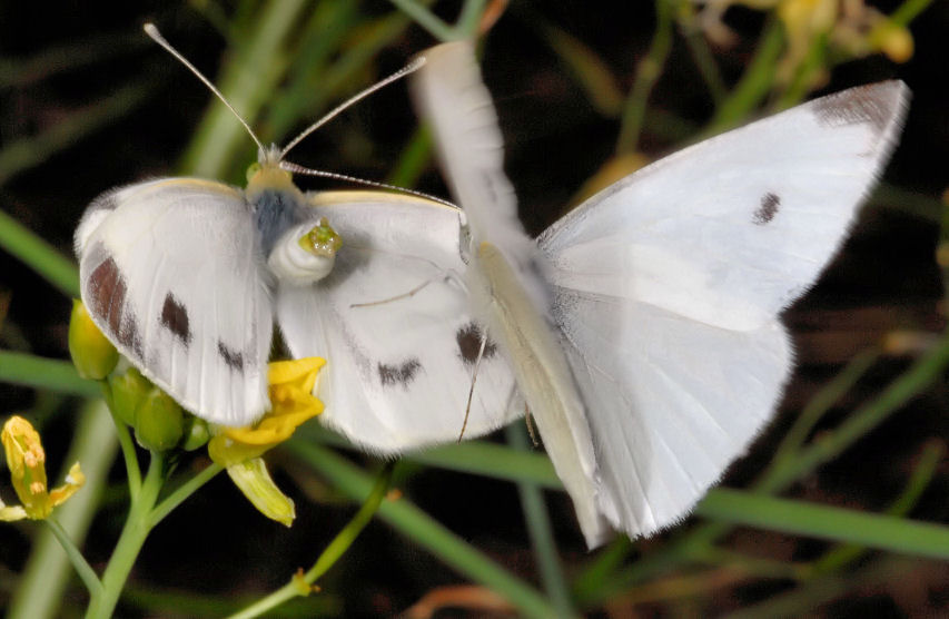 Farfalle in accoppiamento